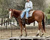 athletic-quarter-horse