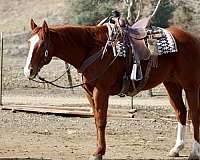 beginner-safe-quarter-horse