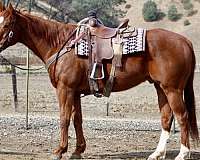 trail-quarter-horse