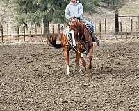 husband-safe-quarter-horse