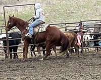 ranch-quarter-horse