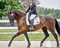 dhh-friesian-horse