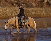 husband-safe-quarter-horse