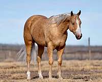 reining-quarter-horse