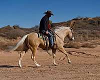 roping-quarter-horse