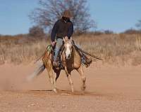 palomino-quarter-horse-gelding