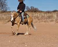 western-riding-quarter-horse