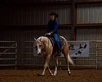 palomino-all-around-horse