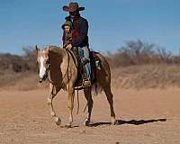 palomino-athletic-horse