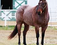 show-quarter-horse