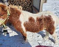 miniature-horse-for-sale