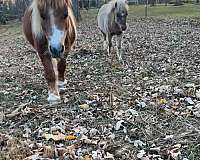 hank-miniature-horse