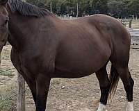 breeder-hanoverian-horse