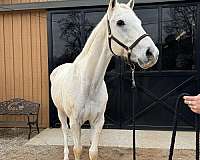 all-around-thoroughbred-horse