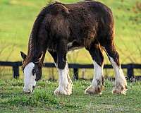 gypsy-vanner-colt