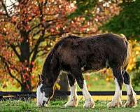 gypsy-vanner-horse-for-sale