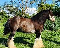 gypsy-vanner-horse