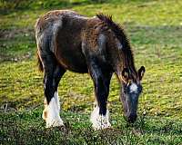 gypsy-vanner-colt