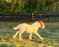 gypsy-vanner-colt