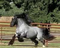 gypsy-vanner-horse