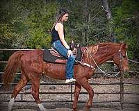 beginner-quarter-horse