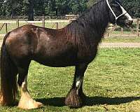 all-around-gypsy-vanner-horse