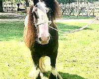 breeding-gypsy-vanner-horse