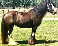 halter-gypsy-vanner-horse