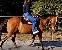 ranch-quarter-horse