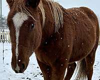 quarter-horse-for-sale