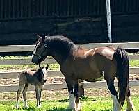 all-around-gypsy-vanner-horse