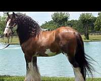 athletic-gypsy-vanner-horse