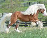 breeding-gypsy-vanner-horse