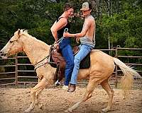 family-palomino-horse