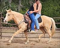 broke-palomino-horse