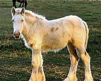 gypsy-vanner-filly