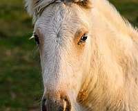 gypsy-vanner-horse