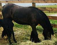 gypsy-vanner-filly