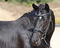 dressage-hanoverian-oldenburg-horse