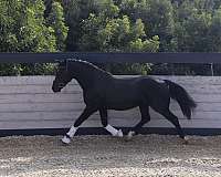 sport-hanoverian-oldenburg-horse