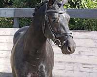 trained-hanoverian-oldenburg-horse