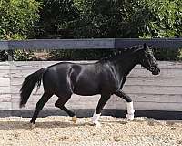 started-under-saddle-hanoverian-oldenburg-horse