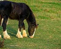 gypsy-vanner-colt