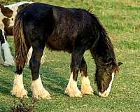 gypsy-vanner-horse-for-sale