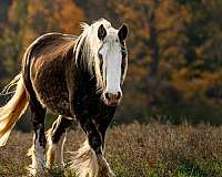 gypsy-vanner-horse