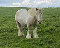 gypsy-vanner-horse