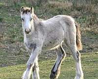 gypsy-vanner-filly