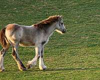 gypsy-vanner-horse-for-sale