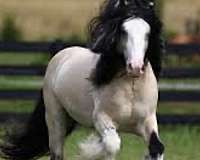 gypsy-vanner-horse