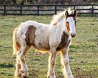 gypsy-vanner-filly